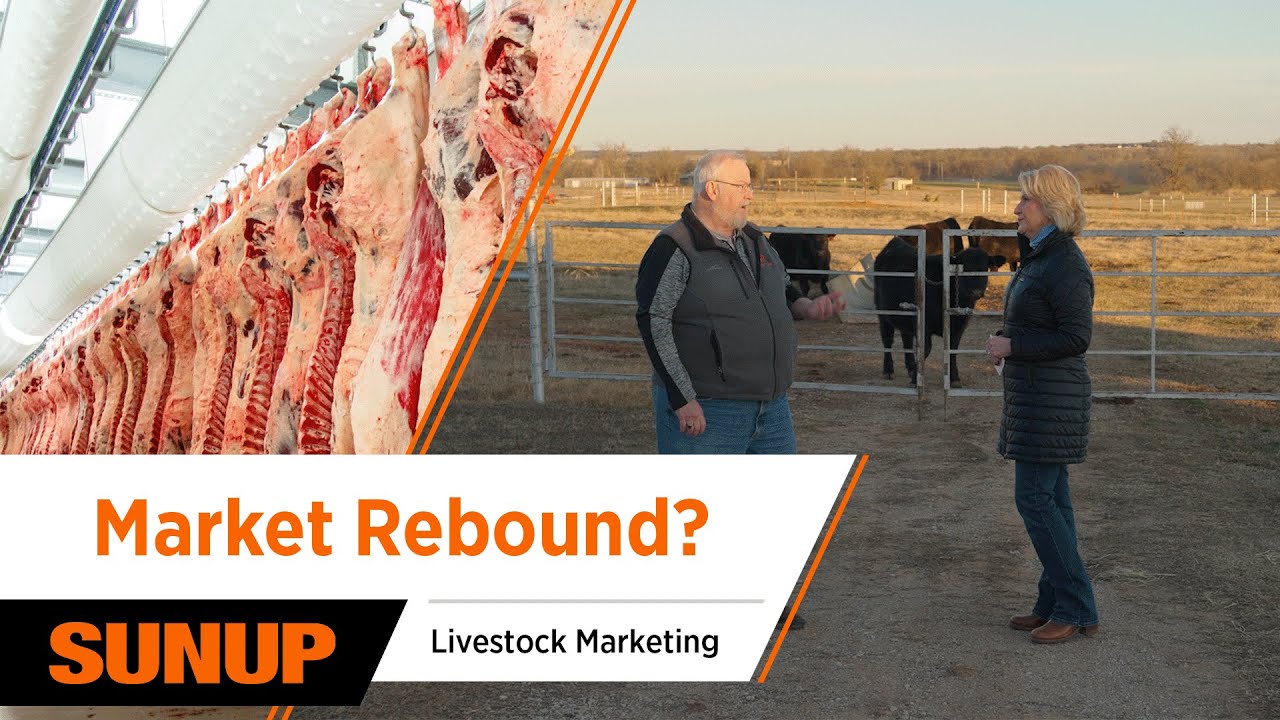 December’s Dip Is Over — Are Cattle Prices on the Rise Again?| Livestock Marketing