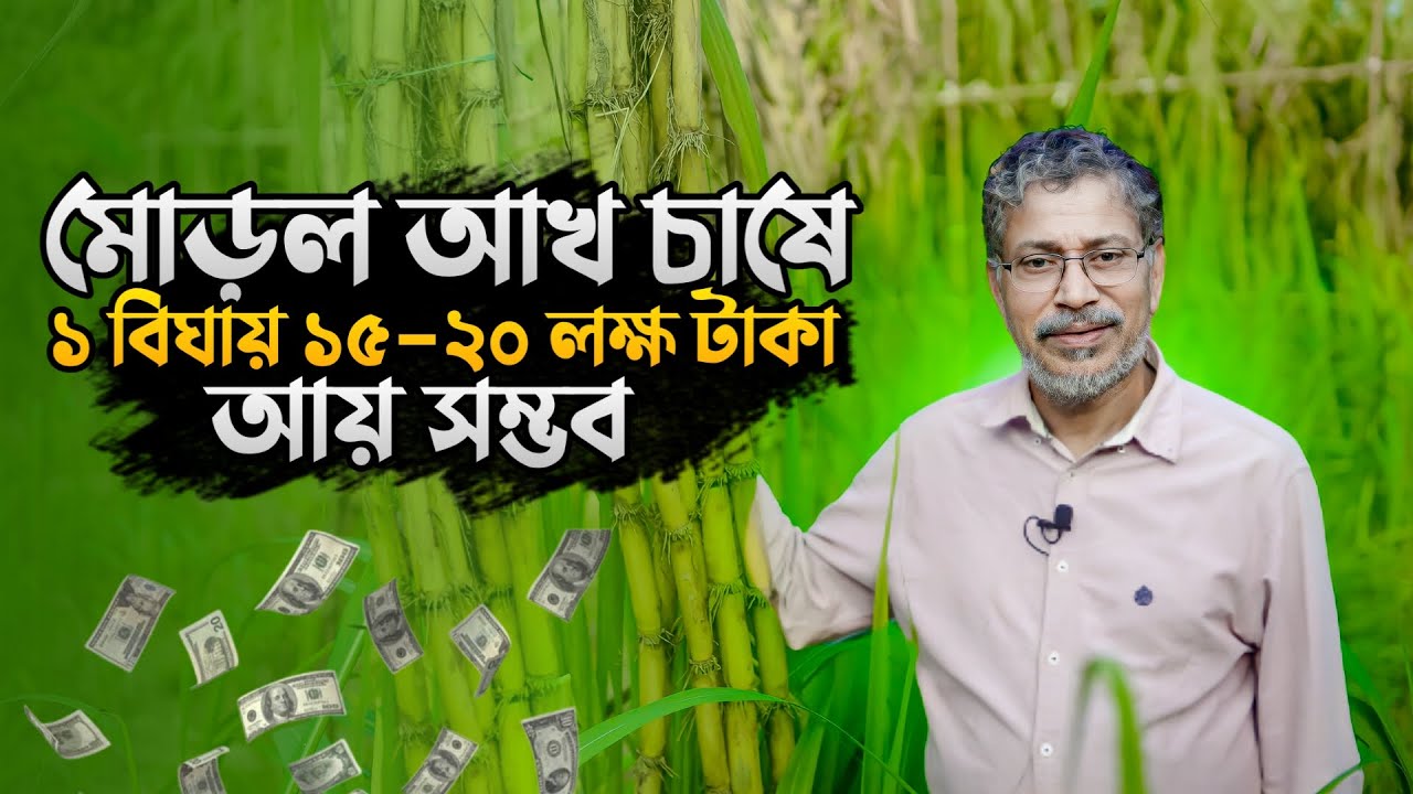 ফজলুল হক মোড়লের আখ চাষে নতুন চমক | ১ বিঘায় আয় ১৫-২০ লাখ টাকা | আখ চাষ | আখ চাষ পদ্ধতি | গেন্ডারী চাষ
