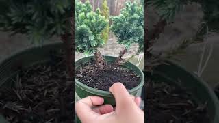 Blue star juniper