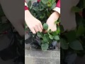 Cay đắng mua hoa giả gắn toàn kim