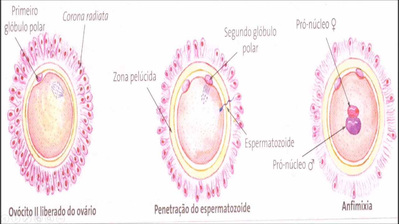 Estrutura Da Zona Pelucida TÍTULO: GLICOPROTEÍNAS DA ZONA PELÚCIDA: