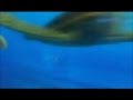 Finding Nemo, You So Totally Rock Squirt.wmv