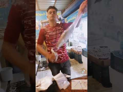 سمكة الحمام او الحلاليف من اجمل انواع السمك وهي تستخدم للاقلي فقط
