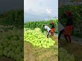 lauki harvesting #funny #duet #comedy #grow #farming #fouryoupage #viralvideo #watch #kishan
