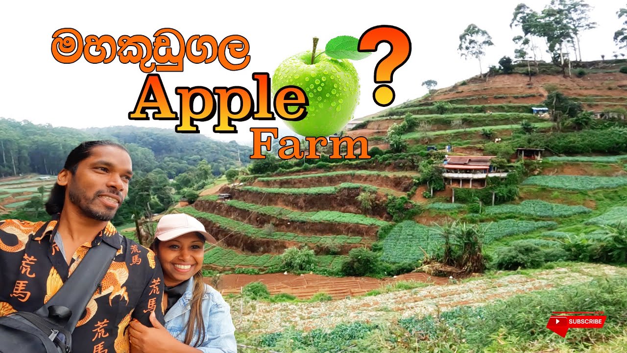Apple farm මහකුඩුගල | Travel couple | #srilanka #nuwaraeliya Travel with lion Wasantha@lionwasantha