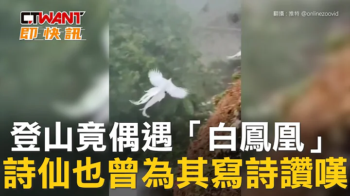 CTWANT 生活趣聞 / 登山竟偶遇「白鳳凰」　詩仙也曾為其寫詩讚嘆 - 天天要聞