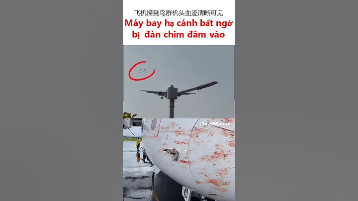 Máy bay hạ cánh bất ngờ bị đàn chim lao vào