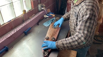 Fur Handling Series: Raccoon Part 4 - Removing from Stretcher and Storage