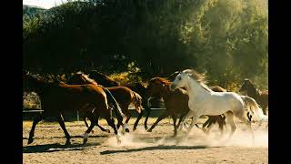 Hilarious Horses, Beautiful horses, Sunder Ghore,Mud fresh