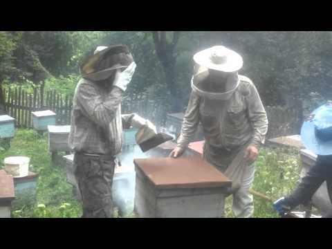 თაფლის აღება ვახანში (არევაძეებში)