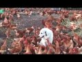 Cute dog loves her job protecting dozens and dozens of happy hens