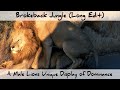 Brokeback Jungle - A Male Lion's Unique Display of Dominance (Long Edit)