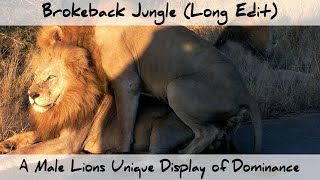 Brokeback Jungle - A Male Lion&#39;s Unique Display of Dominance (Long Edit)