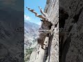 #goat #wildlife #animals #markhor