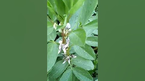 سورة الأعلى بصوت القارئ حمزة الجزائري