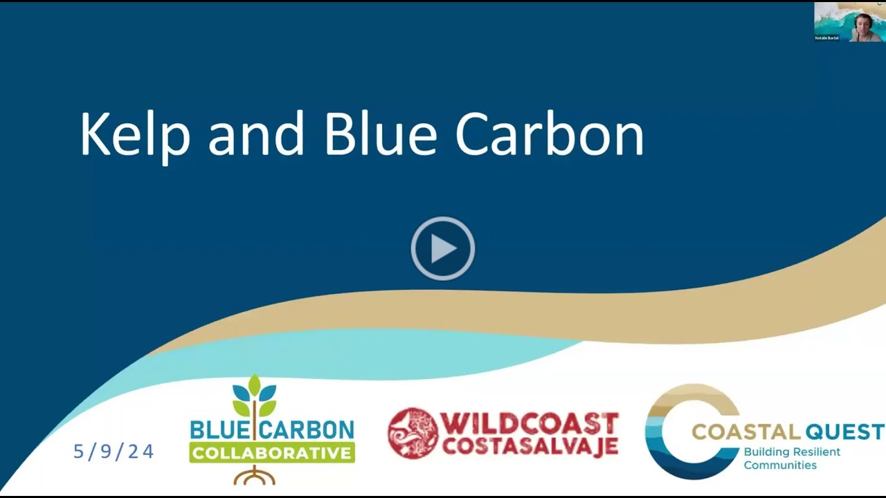 Blue Carbon Collaborative: Kelp and Blue Carbon - YouTube