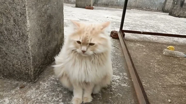 Video 7281731: british long hair cat, doll face persian cat, persian cat facts, britishlonghair cat, punch face persian, persian male, female persian, cats catch, cute cat