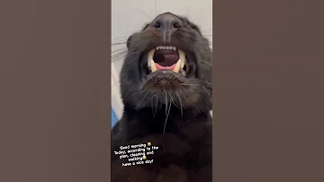 😻Пантера Луна возмущается - luna_the_pantera@instagram
