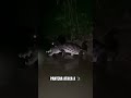 Zona peligrosa ⚠️ #BlackPanther#Crocodile#NightPredator#JungleFight#wildanimalbattles