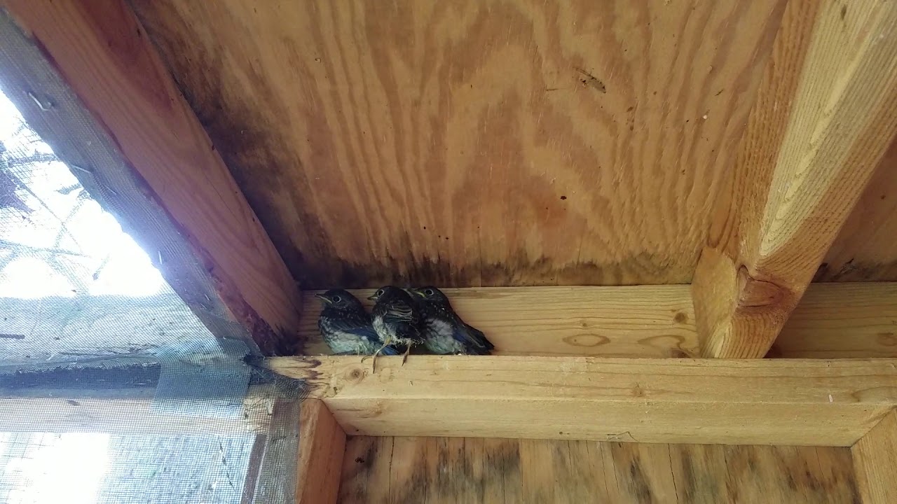 camera iphone 8 plus apk bluebirds and wren in songbird flight 5 5 18
