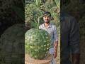 Leaf craft: how to weave a giant apple from leaves #shorts #pearwood