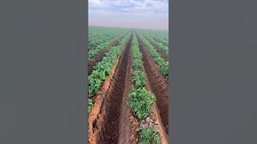 مزارع البطاطس 