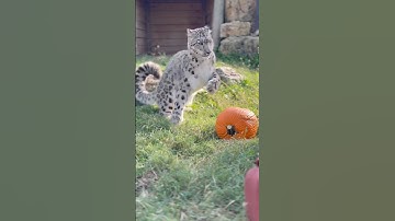 Juno the snow leopard appears to have a love/hate relationship with pumpkins. #snowleopard  #cats