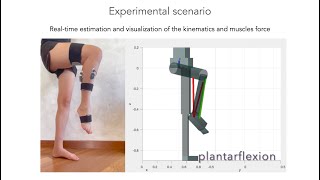 Real-time Lower Leg Muscle Forces Estimation using a Hill-type Model and Whole-body Wearable Sensors