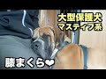 大型マスティフ系保護犬・心地ええねん【15 16日目】