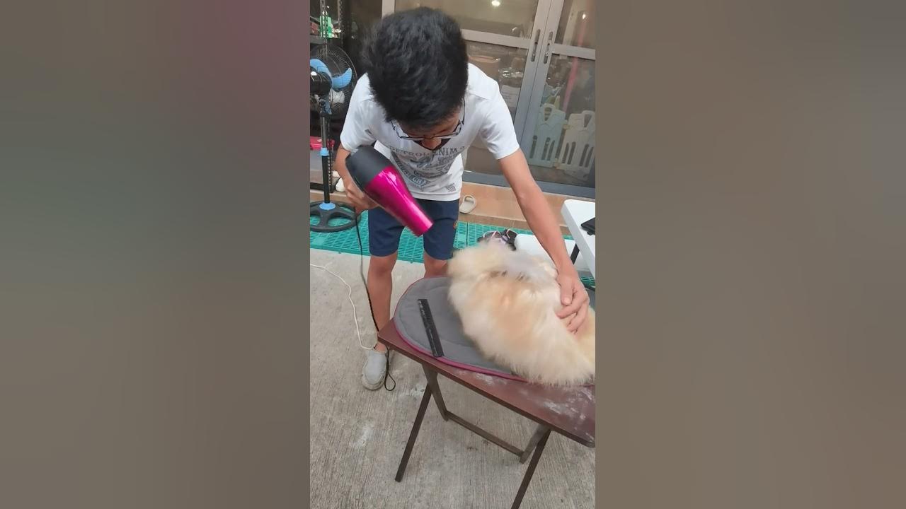 Is it okay to bathe your rabbit? No, Dry bathing is the answer. (Taken