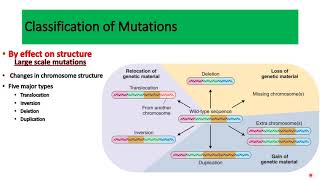 Details DNA damage and mutation lecture 1 Guide