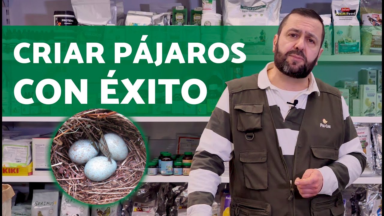 ¡Cría de Pájaros EXITOSA! 🐣 Guía completa para PRINCIPIANTES
