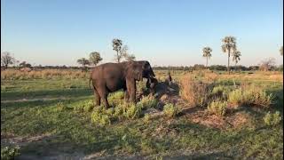 Morula early morning feeding | Living With Elephants Foundation