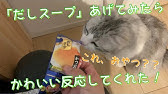 スープ屋さんが作る ねこの為のスープ 猫ちゃんに水分を摂ってもらう為に作ってみました Vol 1 Youtube スープ屋さんが作る ねこの為のスープ 猫ちゃんに水分を摂ってもらう為に作ってみました Vol 1 Youtube