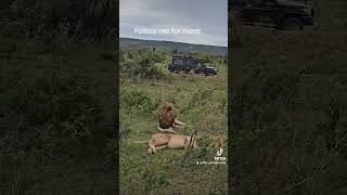 Lions, Kenya ??
