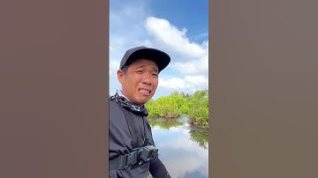 Cá táp rất đẹp nhưng mà rất tiếc bạn đã bị mất con mồi 😅#chitoanfishing
