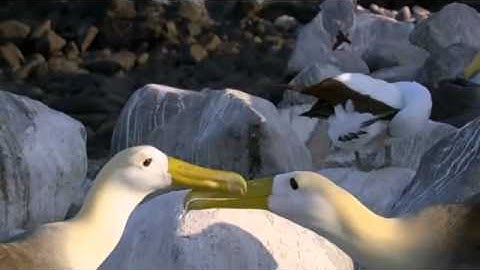 reunion of albatross