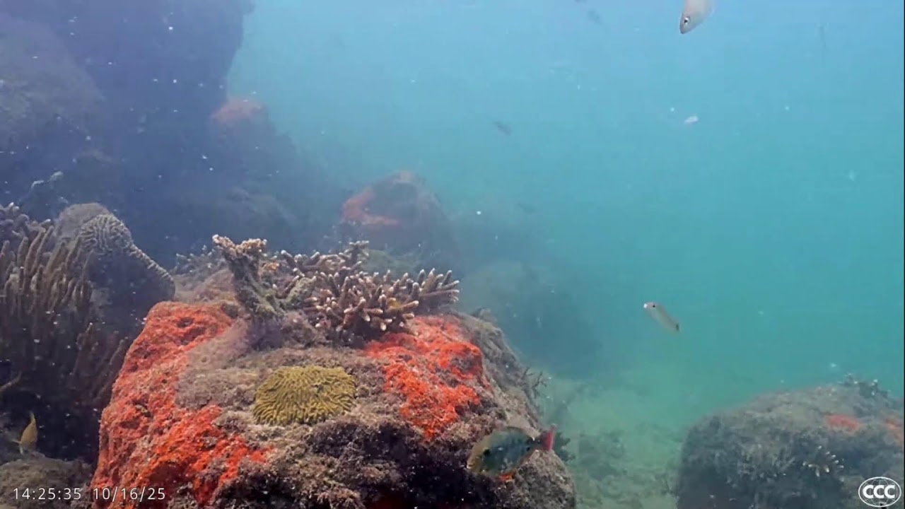 LIVE on LOCATION! Mr Saltwater Tank & Coral Morphologic Presents Heat Resistant Corals