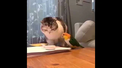 Какие же они прикольные!!!  КОТ И ПОПУГАЙ