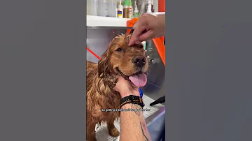 Helping my dog overcome her fear of the groomer! #goldenretriever #dogdad #doggrooming