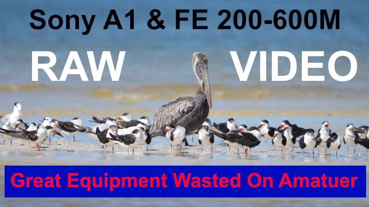Raw Video Of Birds, Pelicans, Royal Terns, Sandwich Terns, and Black