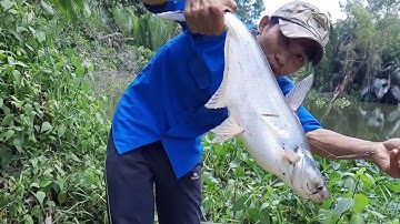 Điểm câu cá tra lý tưởng cho dân câu trà vinh -ANDƯƠNG Fishing