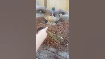 Hissing Canadian Goose On Nest 
