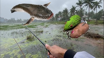 Câu lure cá lóc trời mưa, câu cá lóc bằng nhái hơi sóc chuột mồi giả, snakehead fishing lures