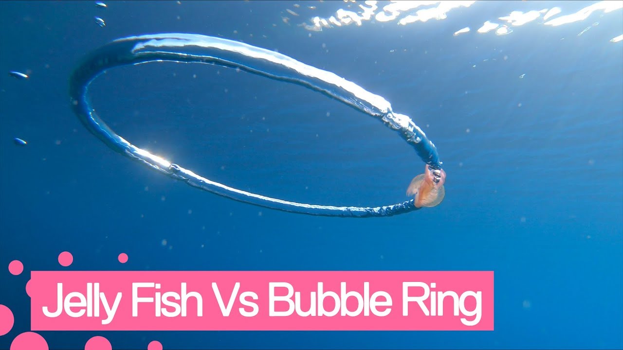 Jellyfish goes for a spin after wrapping itself around bubble ring.