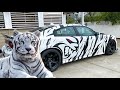 TURNING A HELLCAT INTO A TIGER | Free Hand Cut Your Own Designs