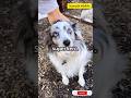 Dog's Super Senses #shorts #trending #ytshorts #dog