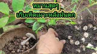 เห็ดเผาะน้ำเซาะเก็บแบบมันมือสุดๆมีแต่ดอกใหญ่ๆ#เห็ดเผาะ