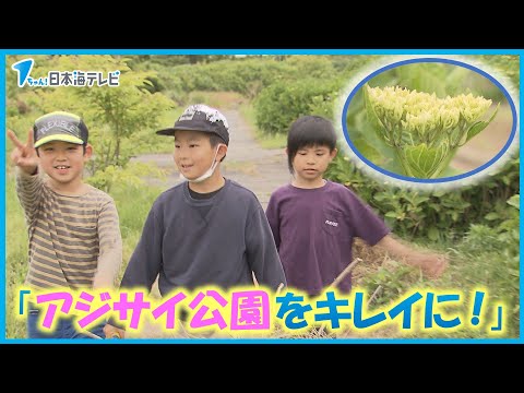 【梅雨に向けて】あじさい公園を小学生が清掃　「子どもたちと一体となって公園を運営していきたい」　鳥取県鳥取市