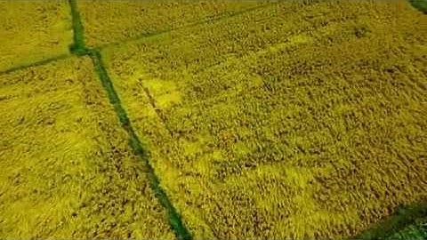 Nét đẹp đồng ruộng Miền Tây Nam bộ vào mùa lúa chín, An Giang 6 8 2017